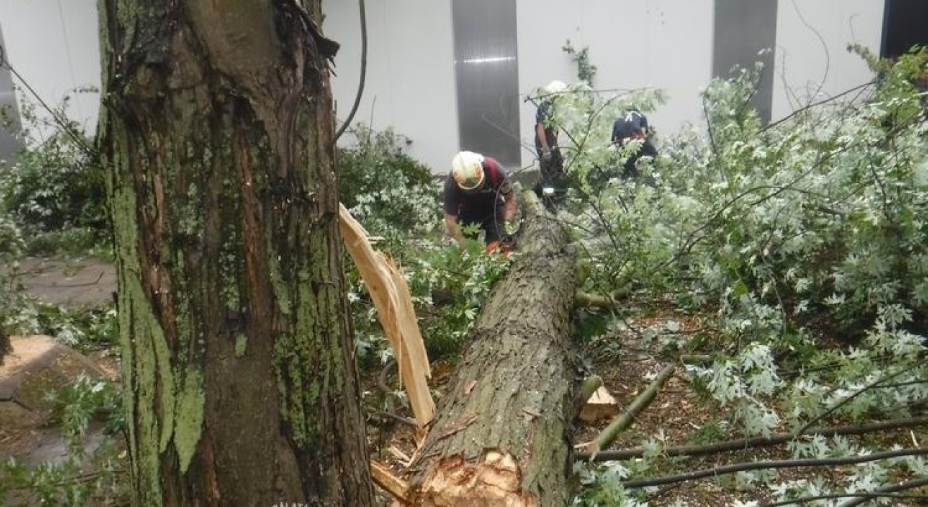 Több helyen a viharban kidőlt fák eltávolítása adott még feladatot 