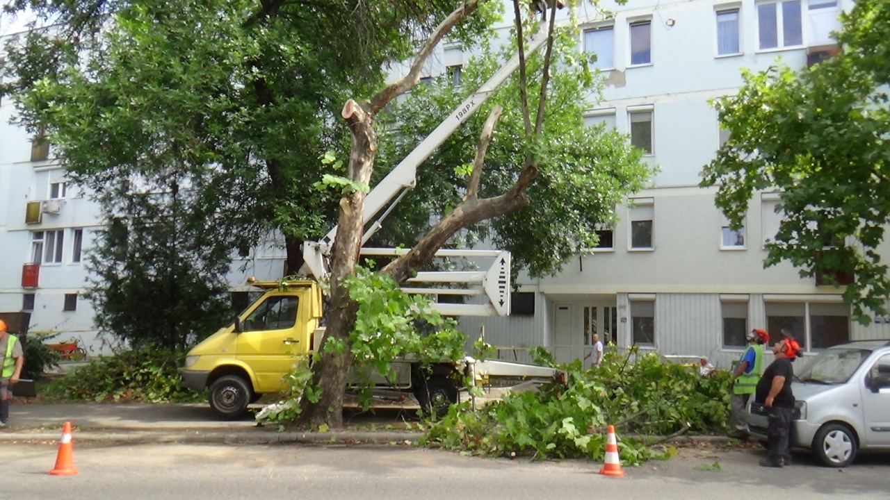 Balesetveszélyes, beteg platánfát vágtak ki a Vasvári Pál utcán