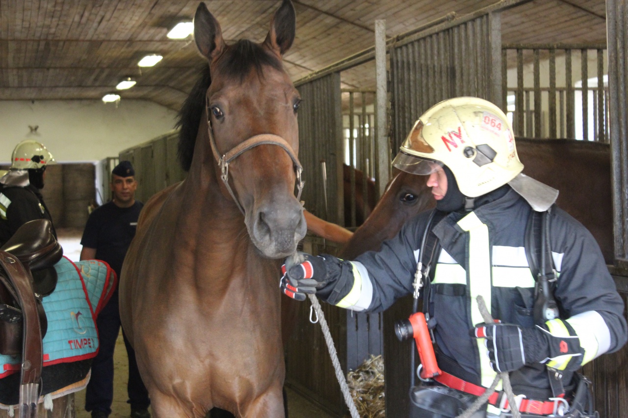 Tűzoltás és mentés haszonállatok jelenlétében