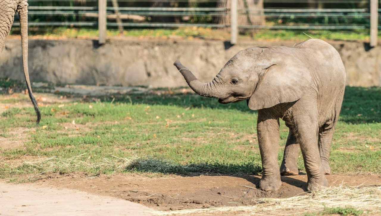 Így telnek a nyíregyházi elefántbébi mindennapjai – Hétfőn nevet kap a látogatók kedvence!