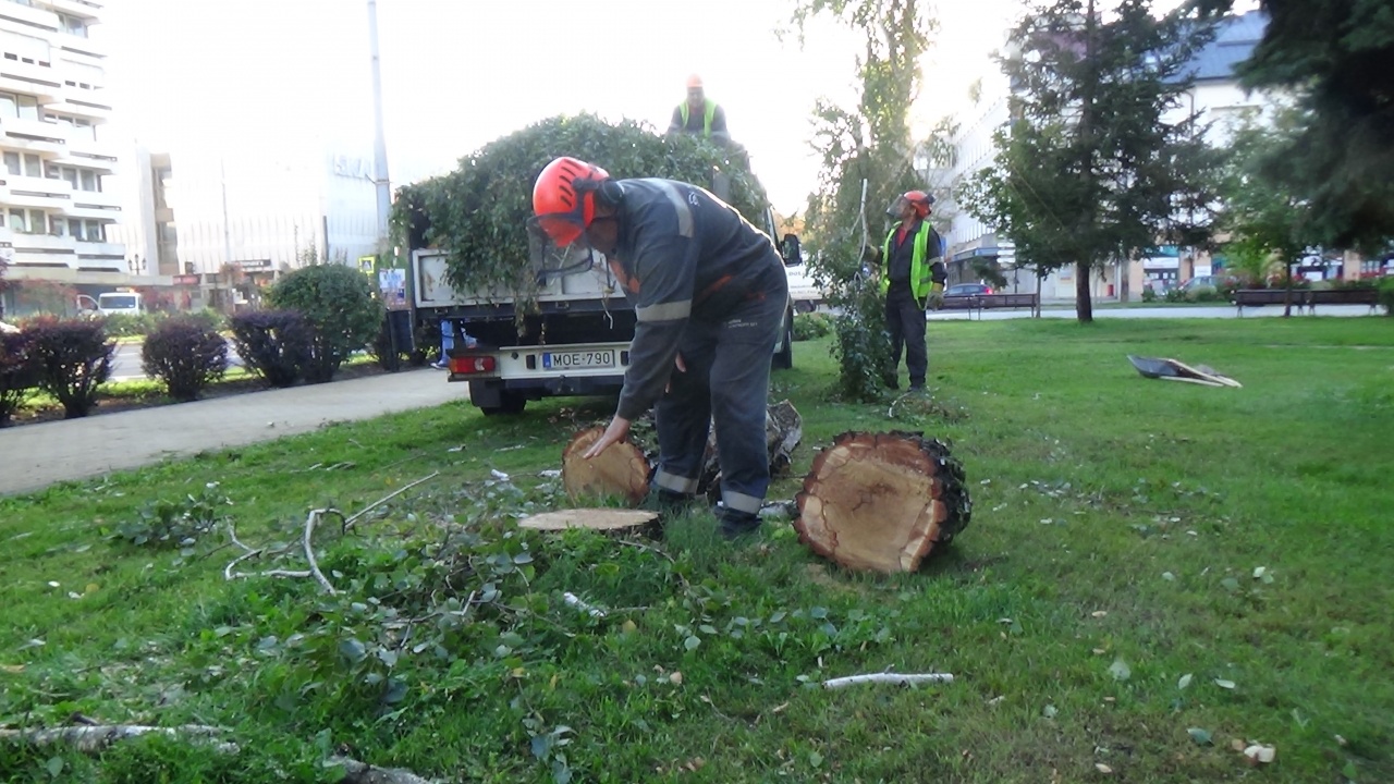 Faápolási munkálatokat végeztek a NYÍRVV szakemberei szerte a belvárosban