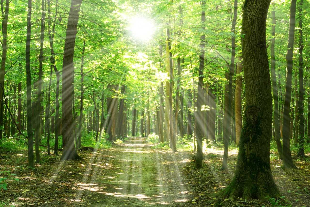 Fedezd fel az erdőt az erdészekkel! – Felejthetetlen programok várnak a Sóstói-erdőben