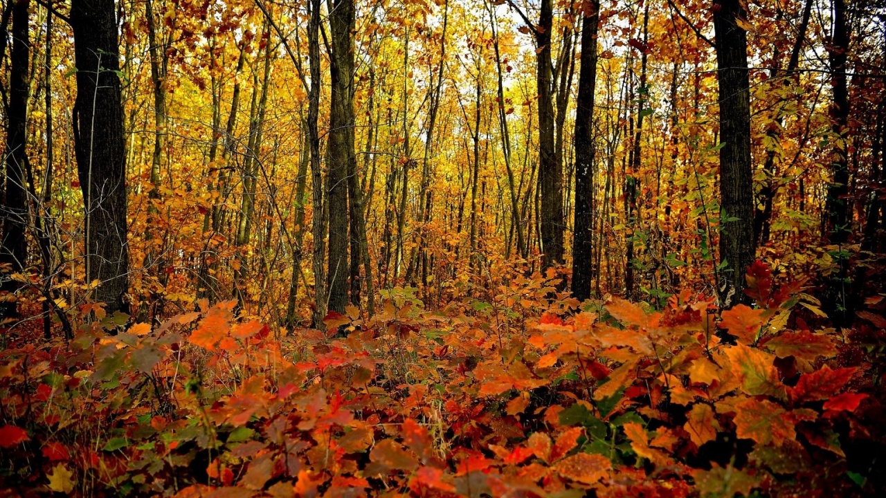 Hétvégén beköszönt az ősz, két hidegfront is érkezik felénk
