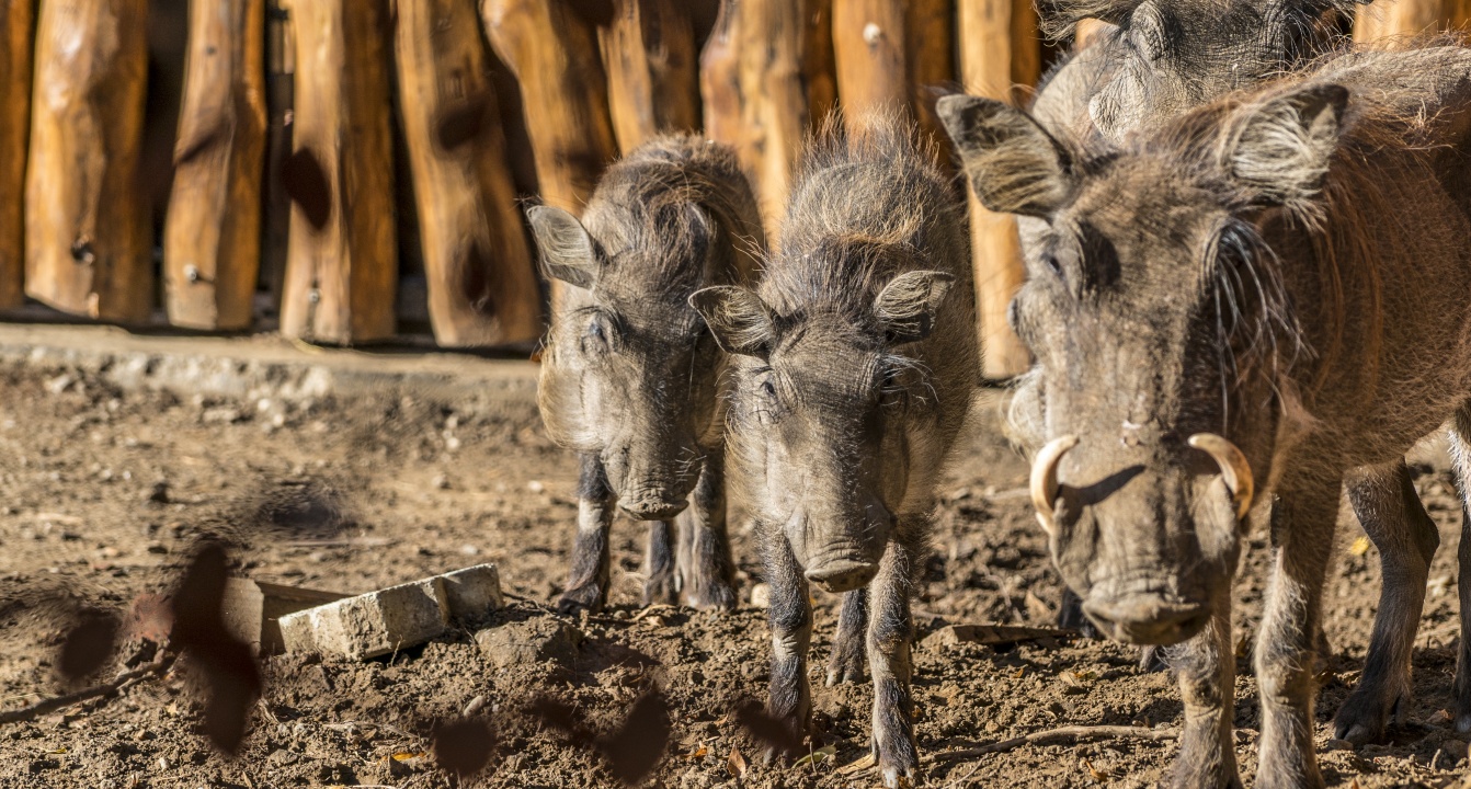 Pumbaa Nyíregyházán – Különleges külsejű varacskos disznók érkeztek az állatparkba