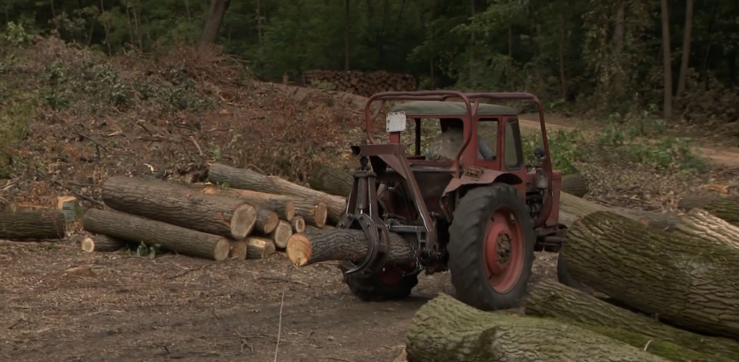 Hamarosan befejeződik a NYÍRERDŐ fakitermelése a Sóstói úti felüljáró mellett