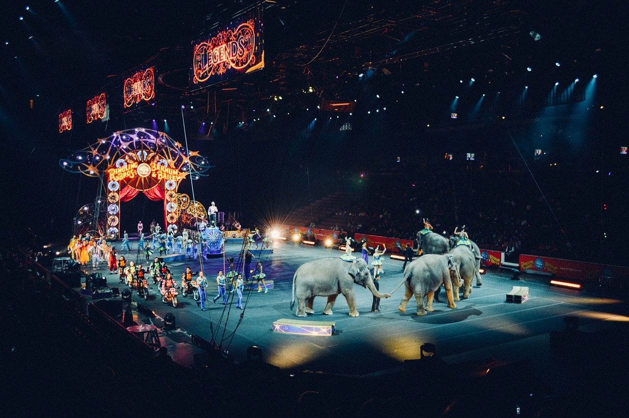 A vadállatok cirkuszi felléptetése ellen indult aláírásgyűjtés – Te aláírnád?