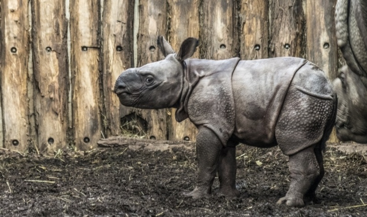 Zoológiai szenzáció a Nyíregyházi Állatparkban – Rinocérosz bébi született!