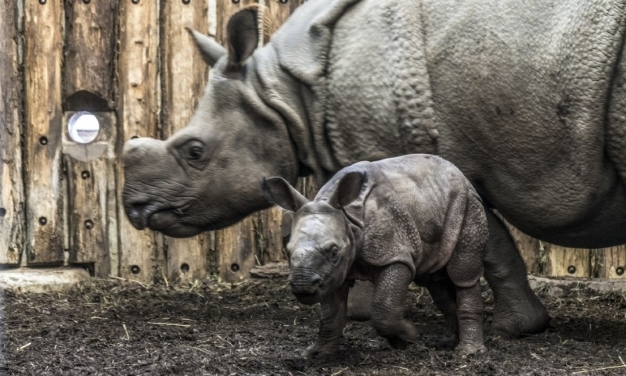 Íme, a Nyíregyházi Állatpark rinocérosz bébije – Videón a születés pillanatai!
