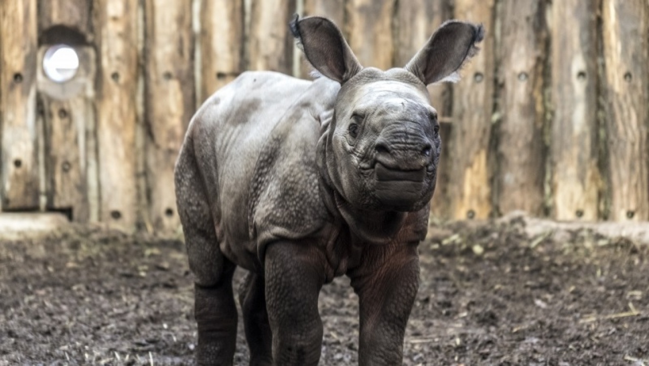Videóval! – Nála cukibbat ma még nem látott!