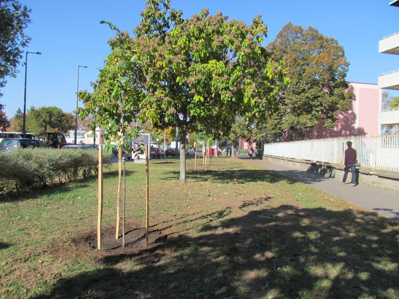 Fákat ültet a NYÍRVV – Kínai mézesfák díszítik a Szent István utcát