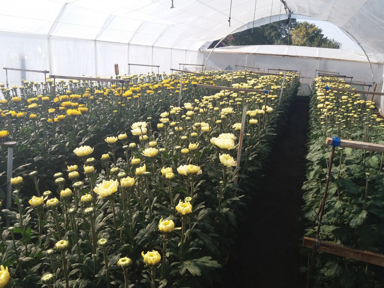 Mindenszentek - már nyiladozik a tengernyi virág