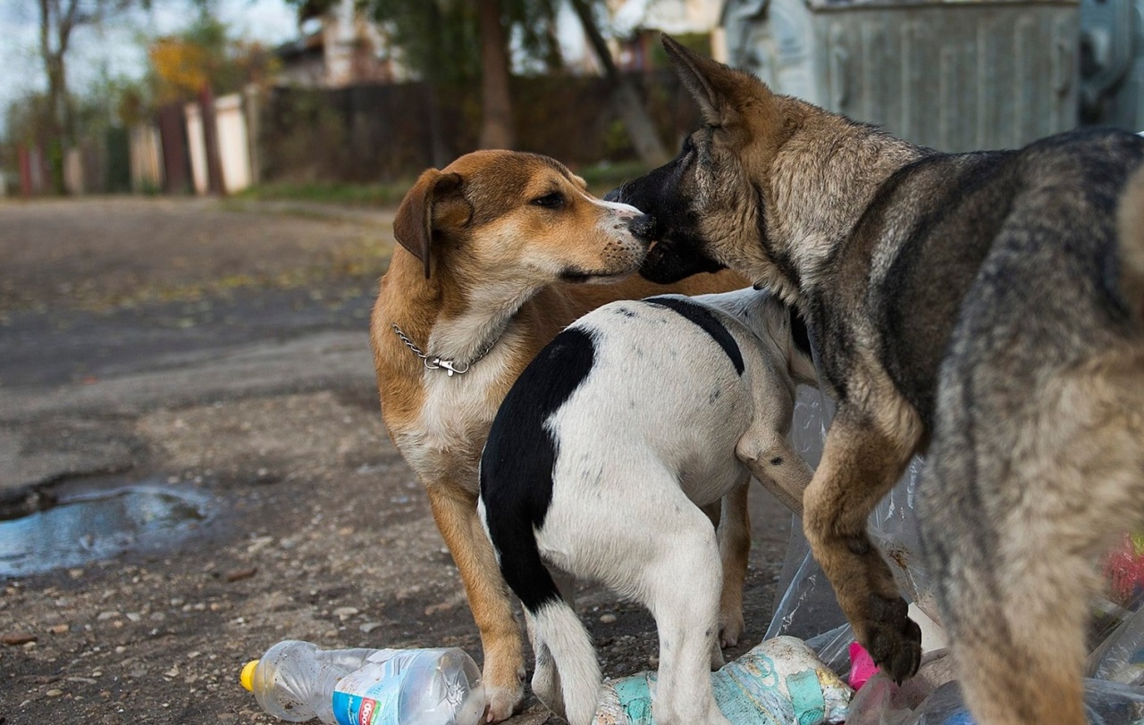 Mikrochip-leolvasó segíti az elveszett kedvencek hazajutását
