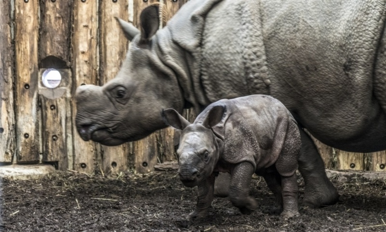 Hoppá! A Nyíregyházi Állatparkban született rinocérosz bébi híre Orbán Viktorhoz is elért!
