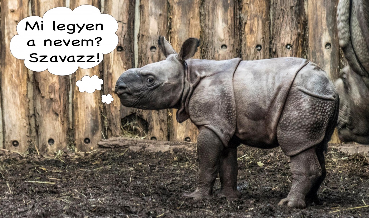 Rinó-nevet keres a miniszterelnök – Csülök vagy Fülig Jimmy legyen a nyíregyházi jövevény?