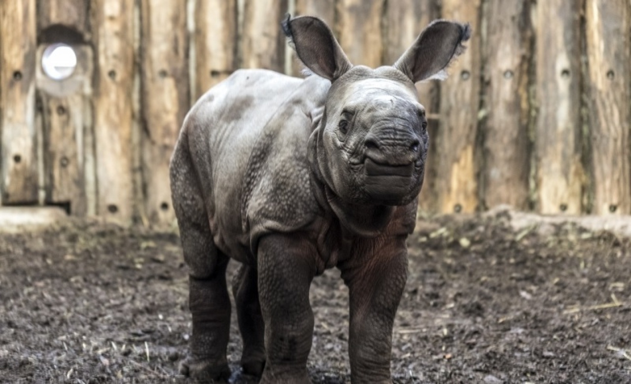 Éljen Csülök! – Rejtő Jenő hőse után kaphatja nevét a Nyíregyházi Állatpark rinocérosza