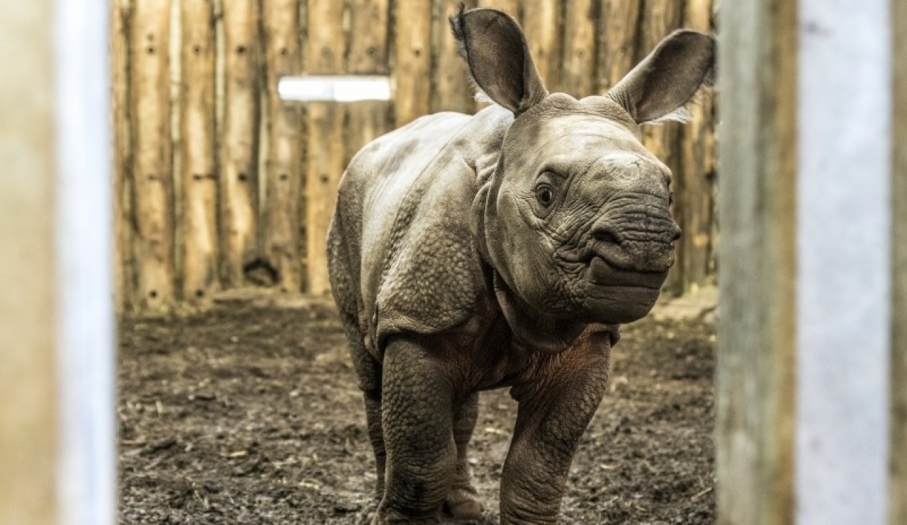 Megszavazta az ország a Nyíregyházi Állatpark rinocérosz bébijének nevét
