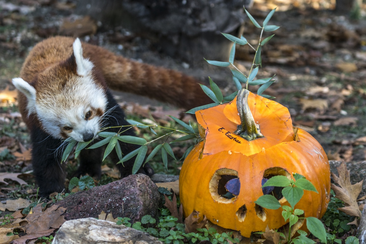 A Nyíregyházi Állatpark lakói is halloweenoztak – Különleges menüt kaptak!
