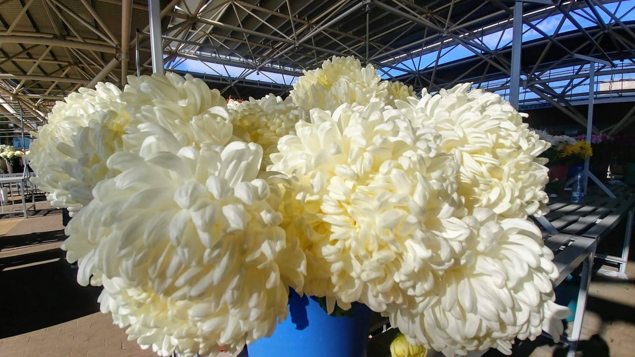 Mindenszentek – Több mint százezer szál virág várja a vevőket a Búza téren