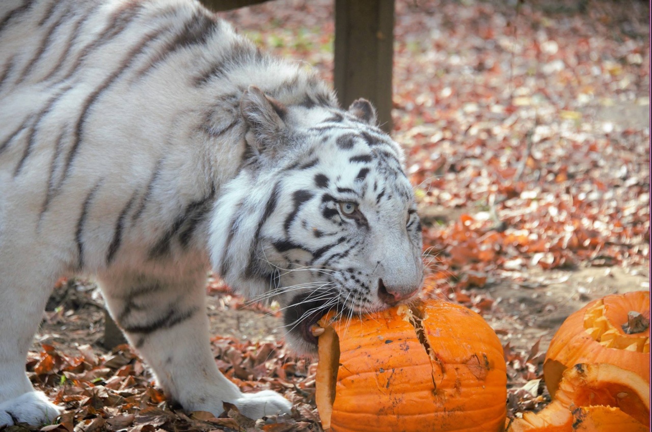 A fehér tigris sem utasította vissza a halloweeni töklámpásba rejtett finomságokat