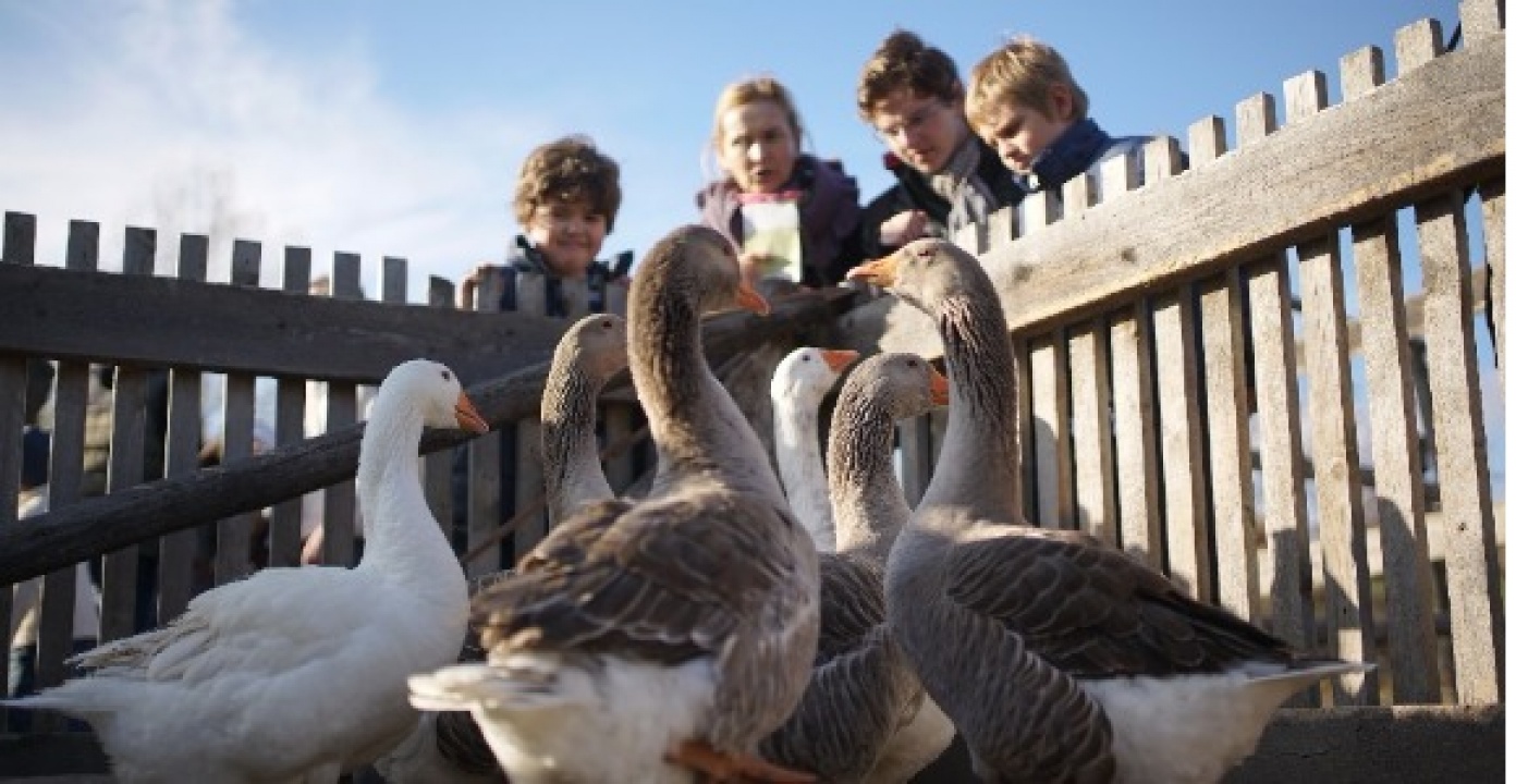 Egy hét múlva Márton nap