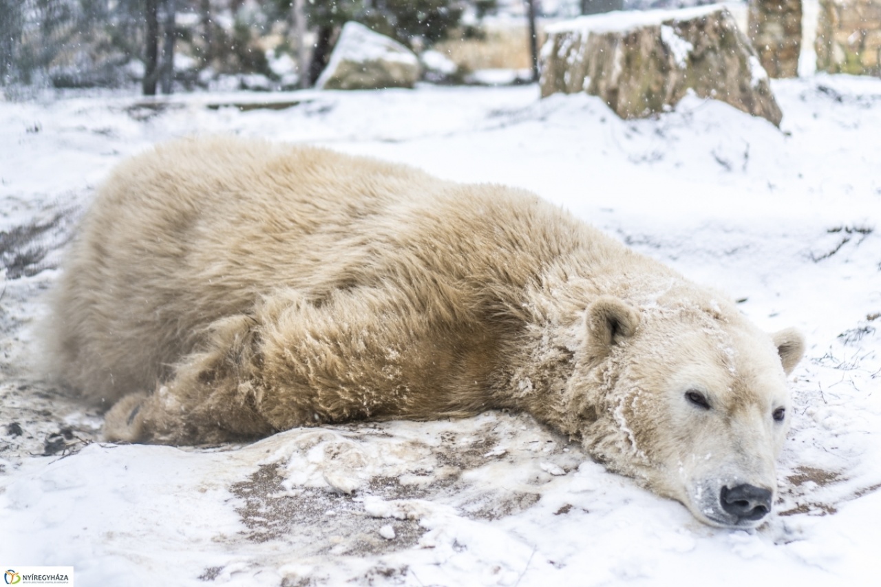 Örülnek a Nyíregyházi Állatpark lakói a havazásnak - A jegesmedve mindenképp