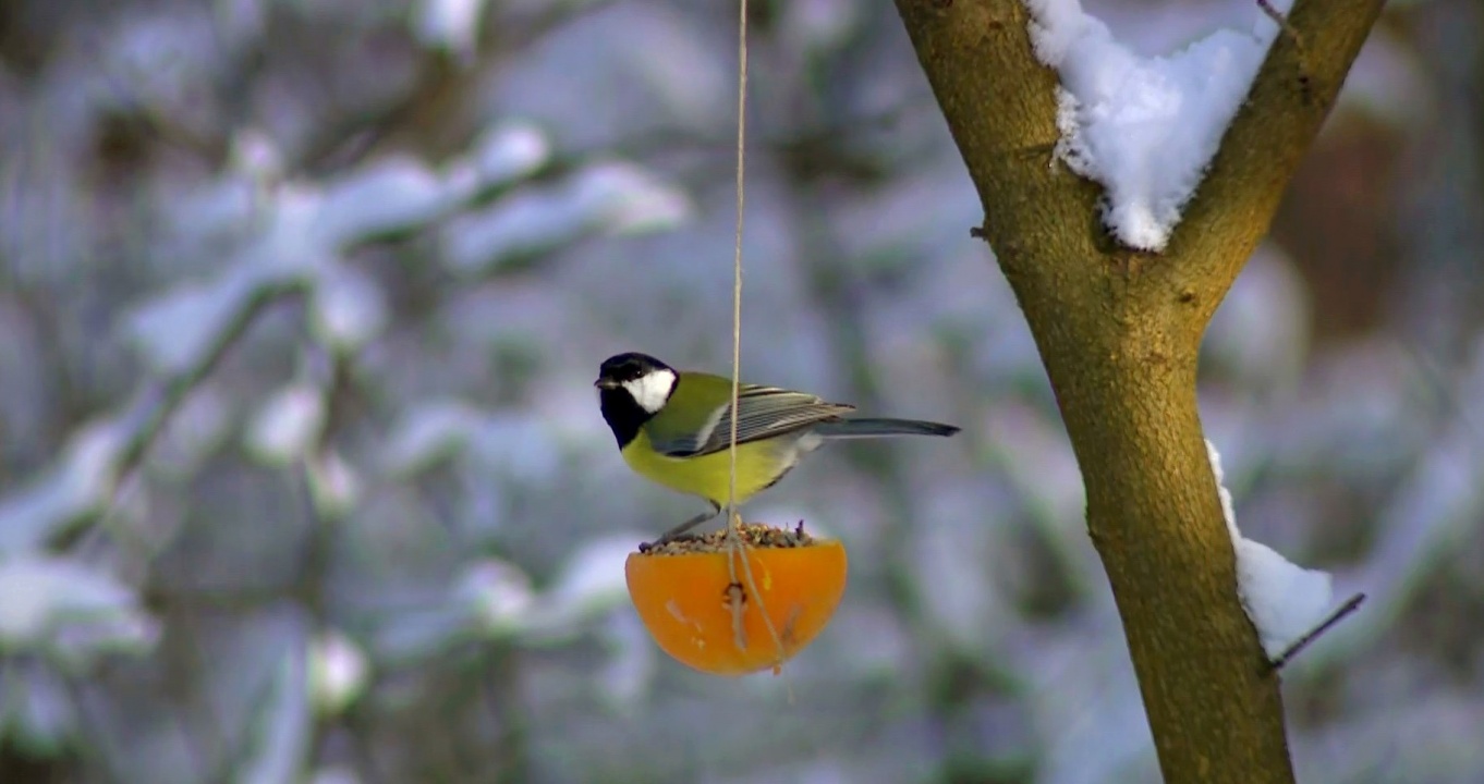 A Sóstói-erdő télen – Mesébe illő környezetben csipegetnek az erdő madarai