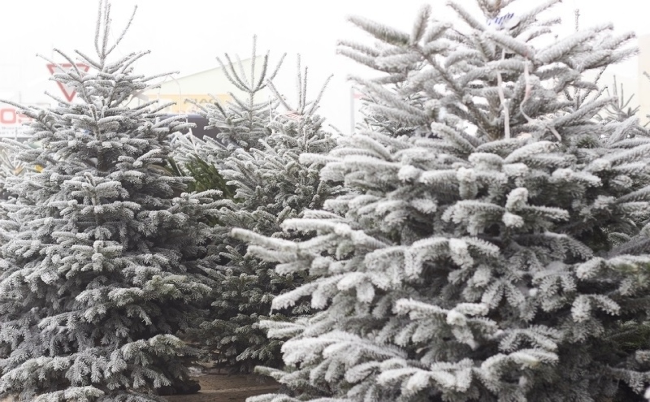 December elején kezdődött a karácsonyfa vásár – Rengeteg gazdátlan fa van még a piacon!