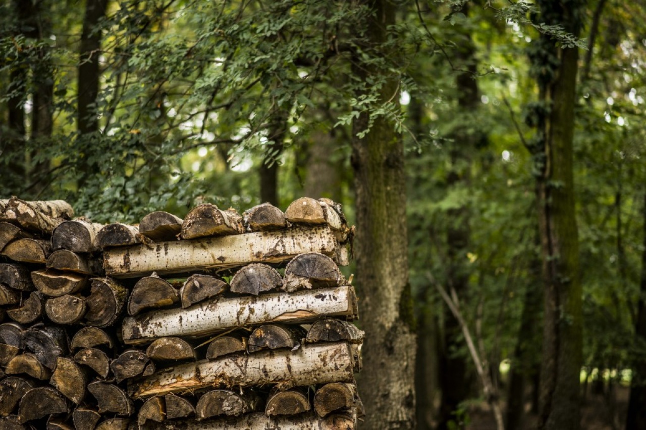 Év végi fakitermelés a Sóstói-erdőben