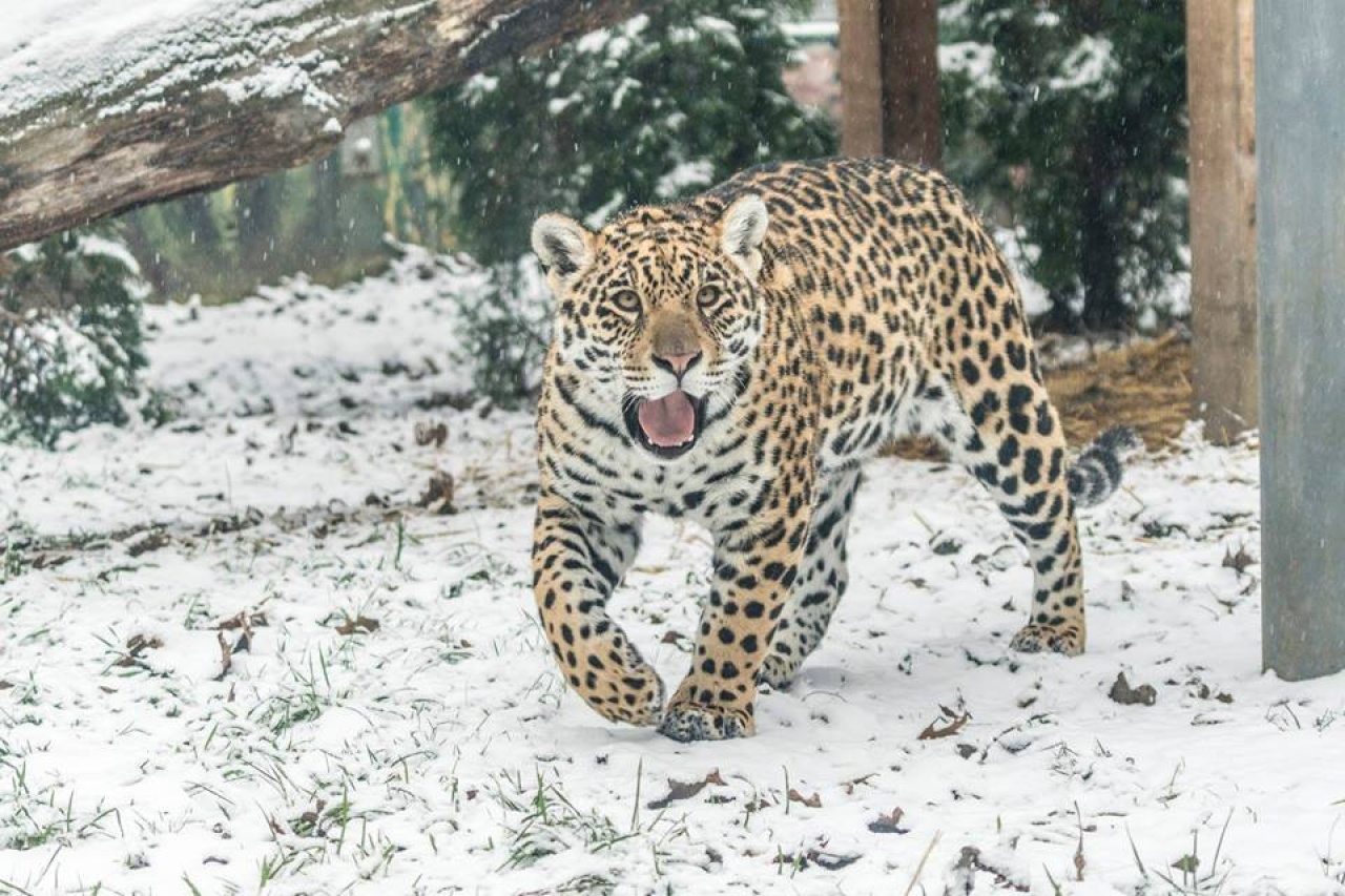 Tavaly karácsonykor látta meg a napvilágot a Nyíregyházi Állatpark imádnivaló jaguárja
