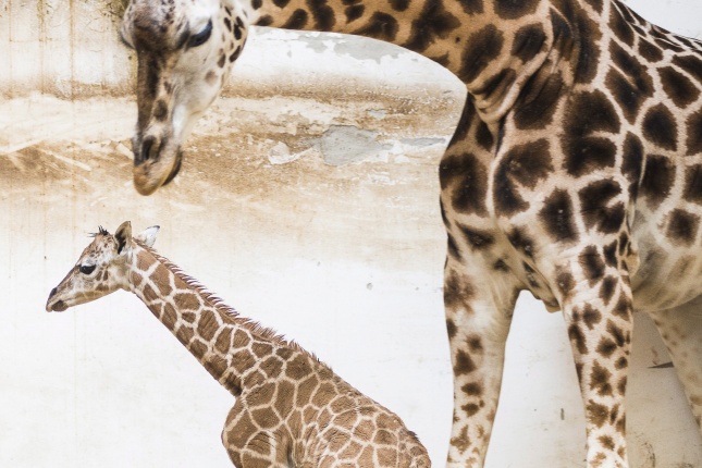 Rothschild-zsiráf született a Nyíregyházi Állatparkban