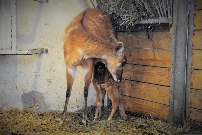Különleges antilop született az állatparkban