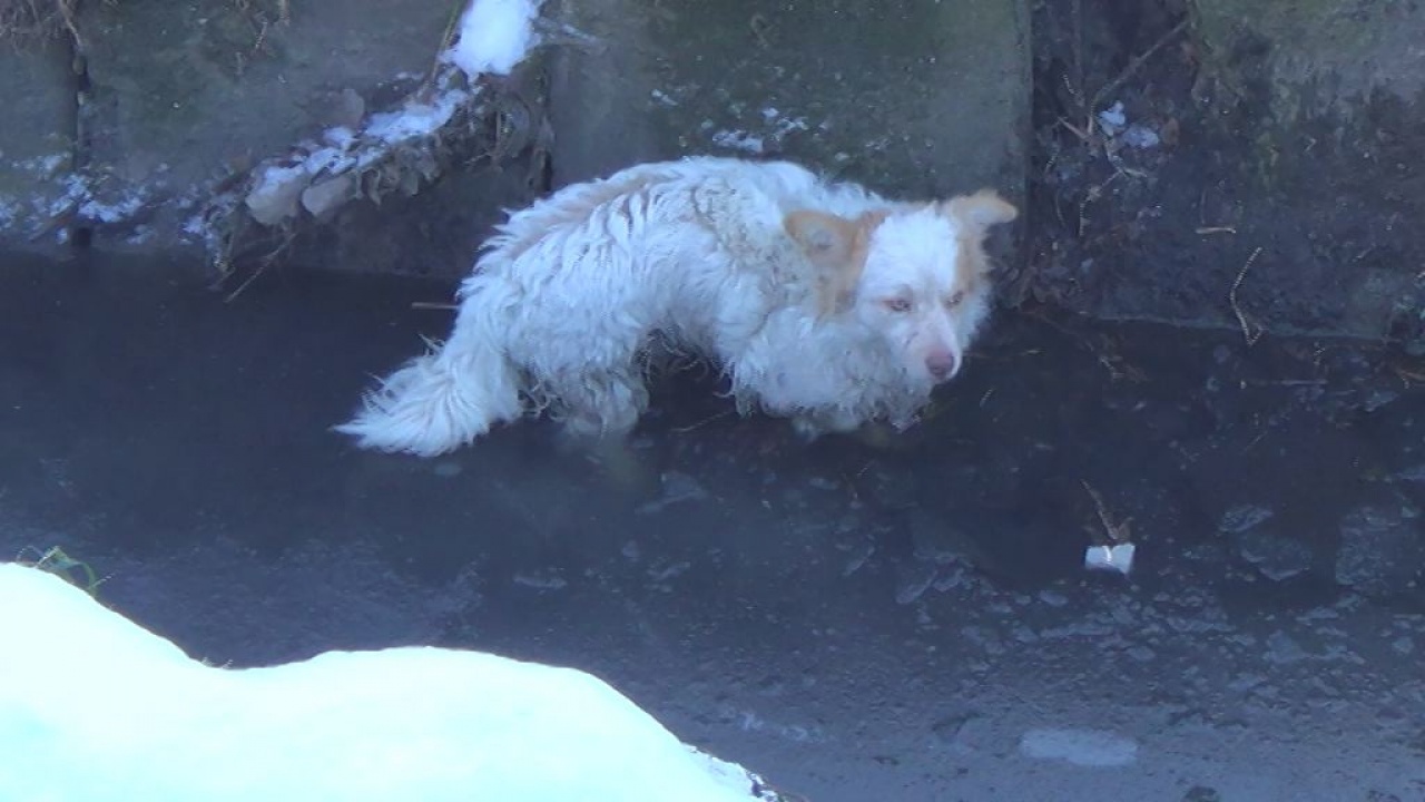 Kanálisba fagyott kutyát mentettek a Kertvárosban