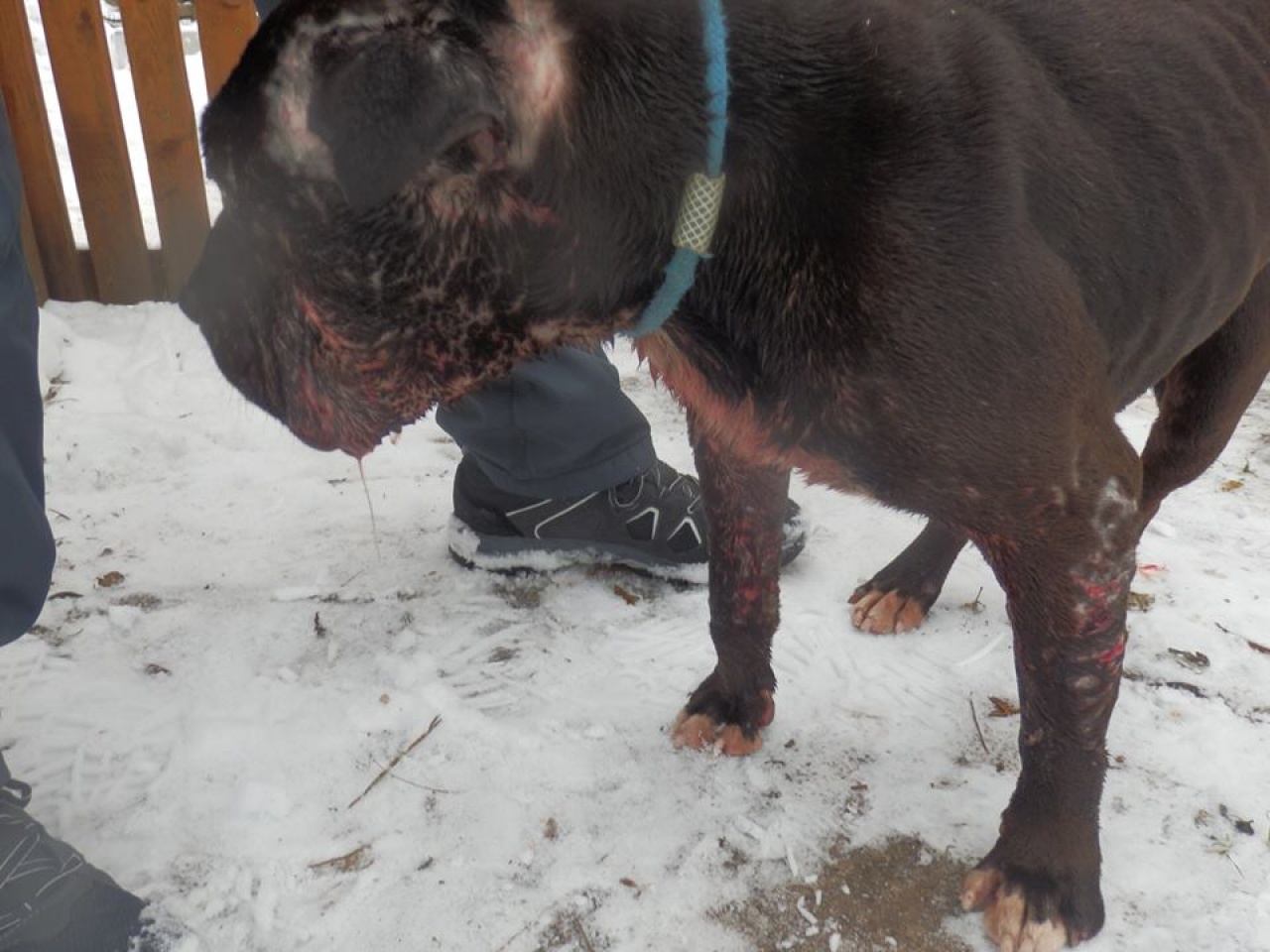 Véresre marcangolt kutyát dobtak ki