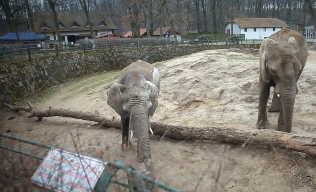 A nyíregyházi állatbébiket látogatták