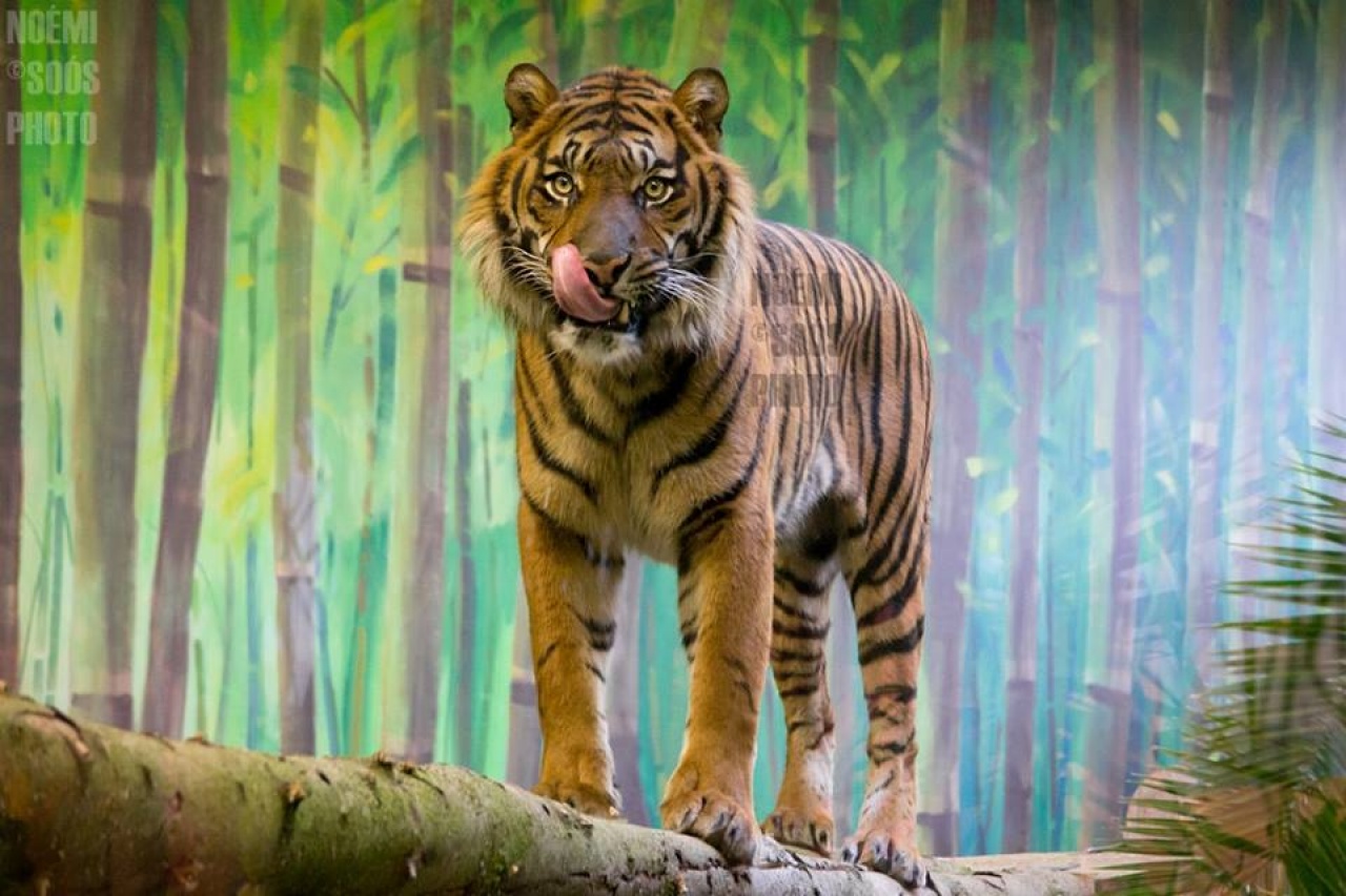 Hamarosan párt kap a Nyíregyházi Állatpark szumátrai tigrise, Gio