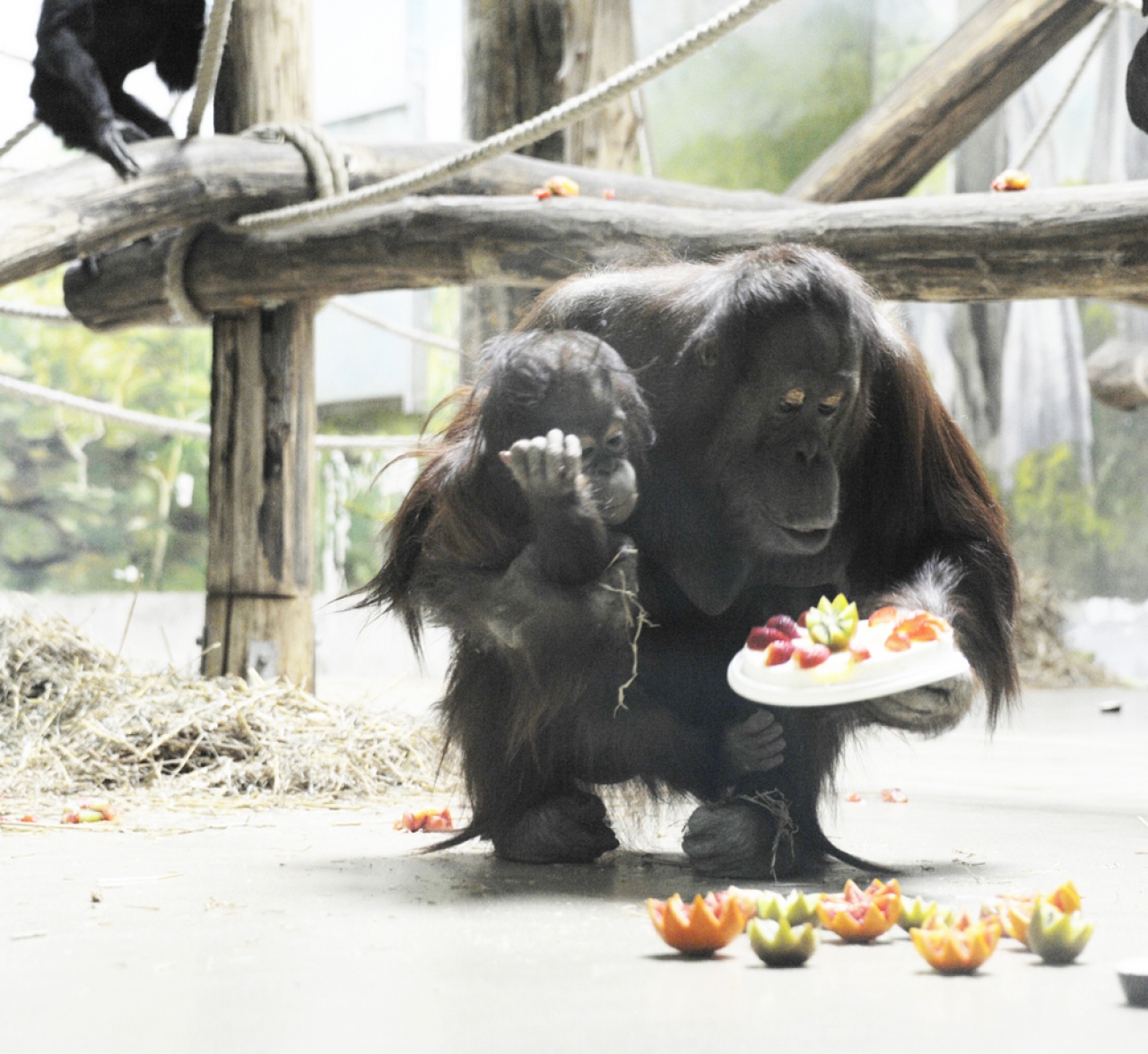 Kétéves lett az ország első borneói orangutánja