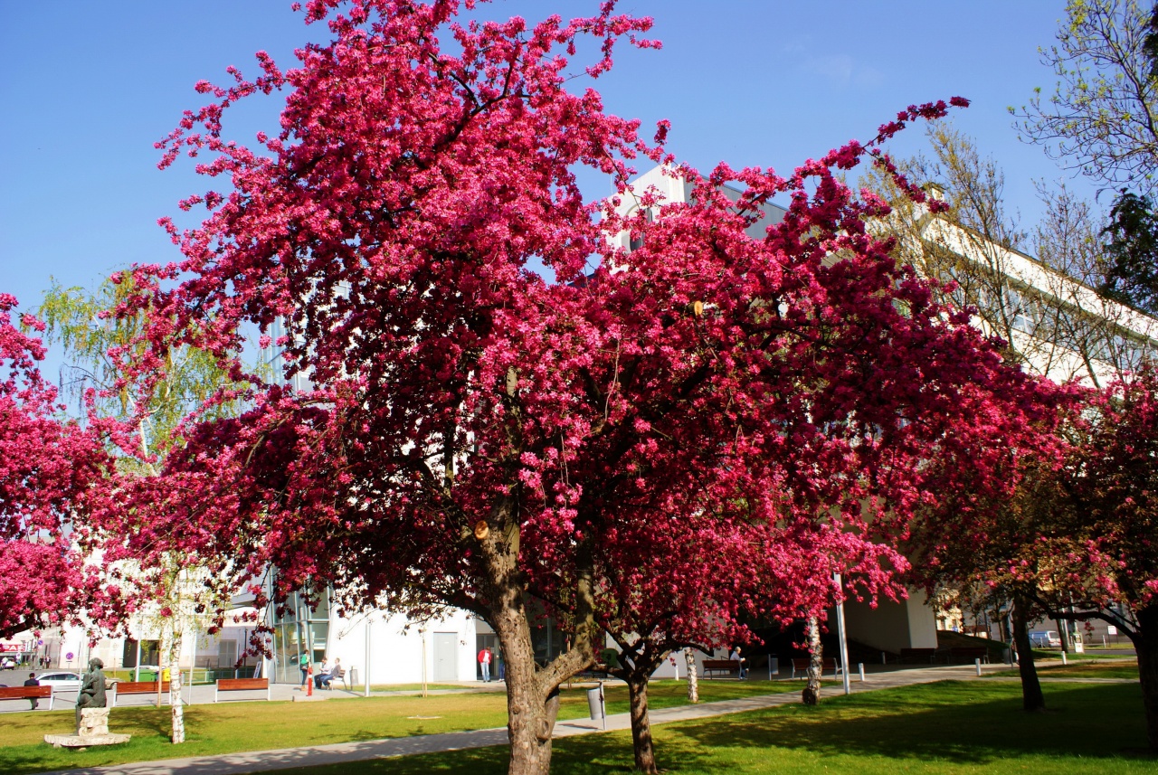 Itt a tavasz! – Virágzik Nyíregyháza