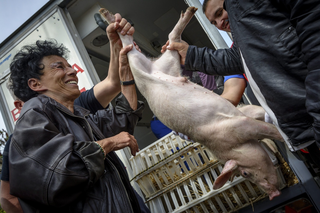 Kismalacot kaptak ajándékba