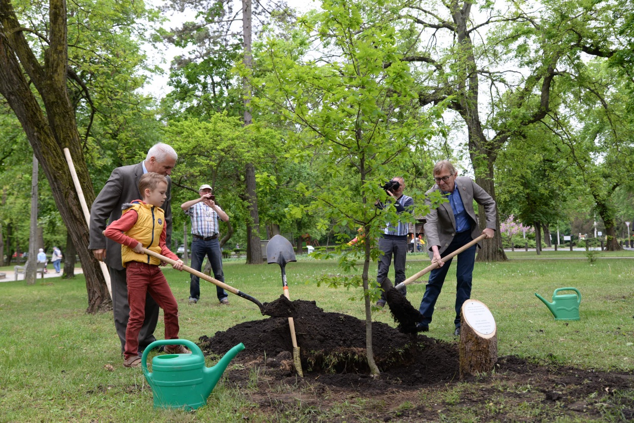 Kocsányos tölgy szimbolizálja a testvérvárosi kapcsolatot