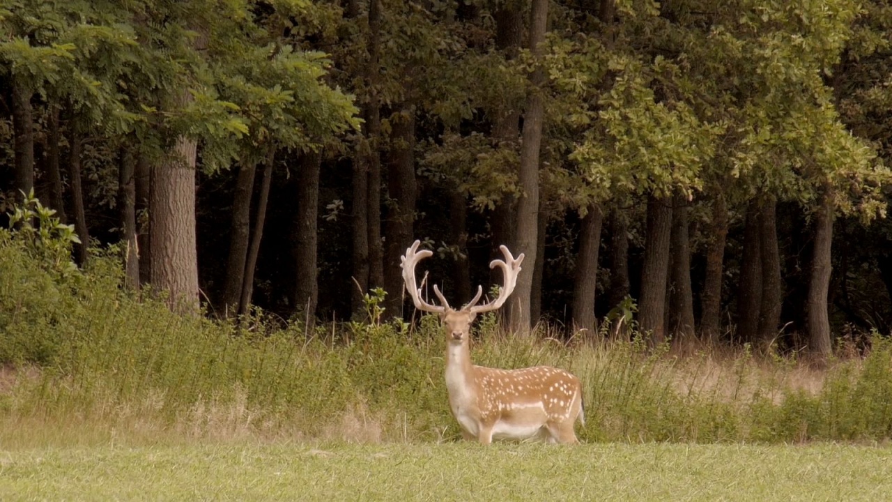Díjazták a Nyírerdő alkotását a nemzetközi természetfilm fesztiválon