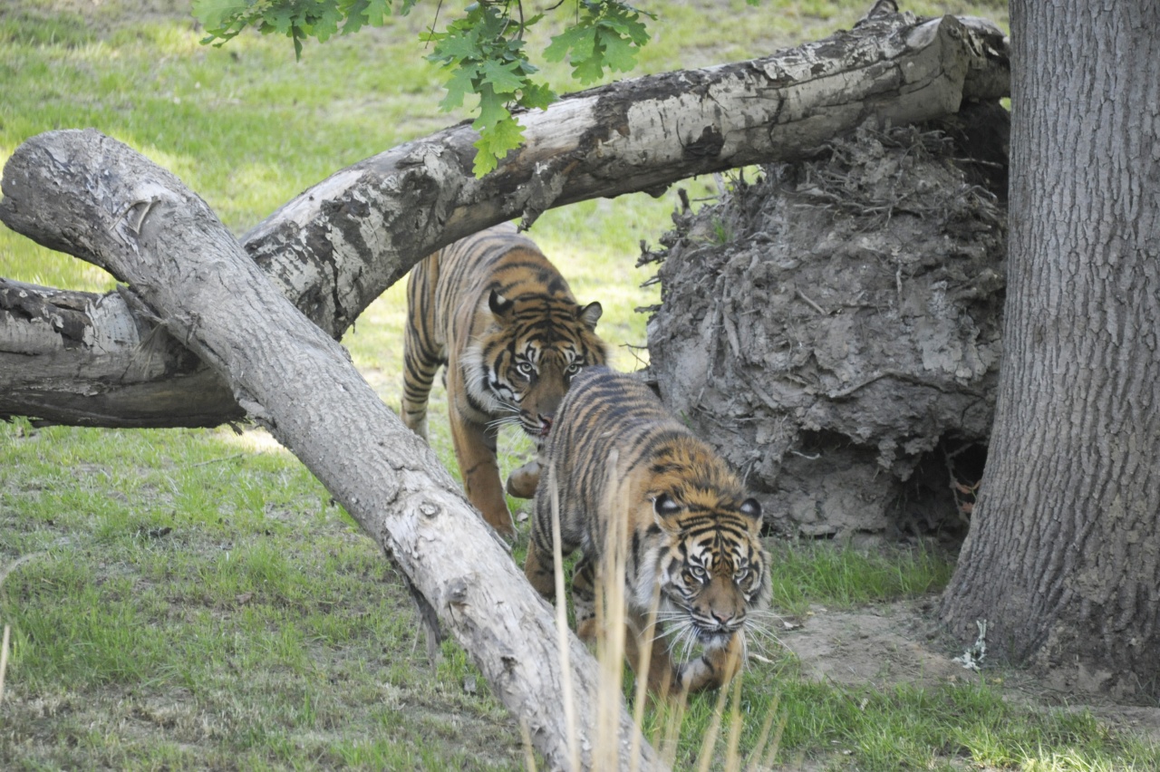 Együtt a szumátrai tigris pár!