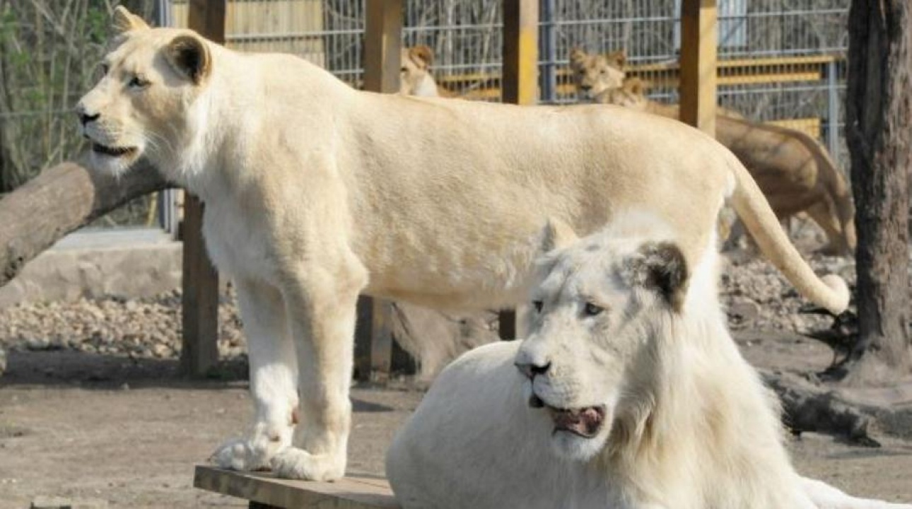 Az országos média is felfigyelt a nyíregyházi fehér oroszlánra