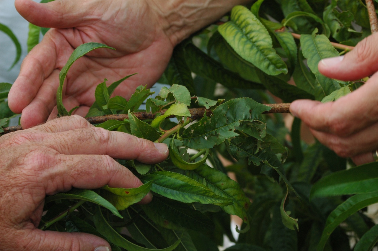 Az egész országot óvhatják a jégesőtől