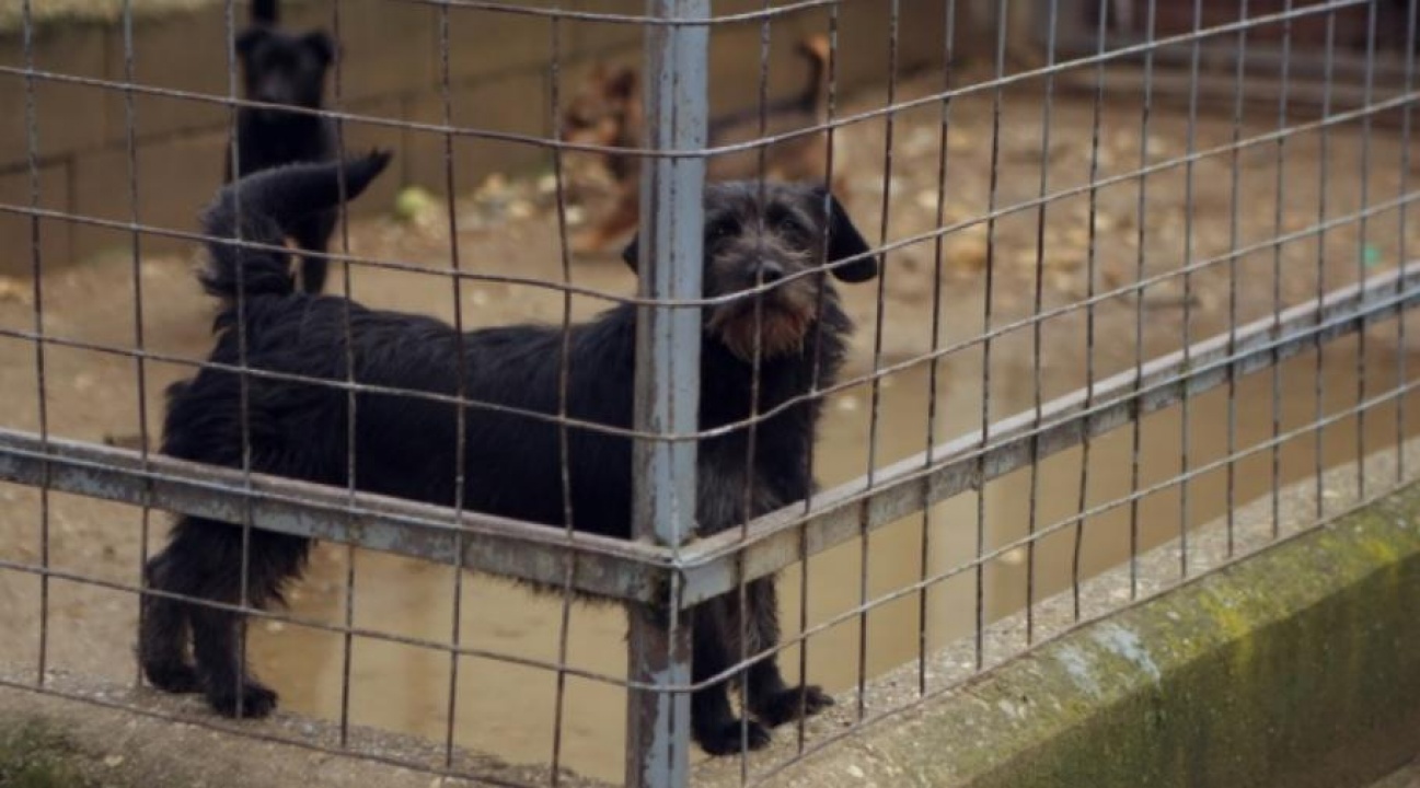 Kutyakölyökdömping az Állatotthonban