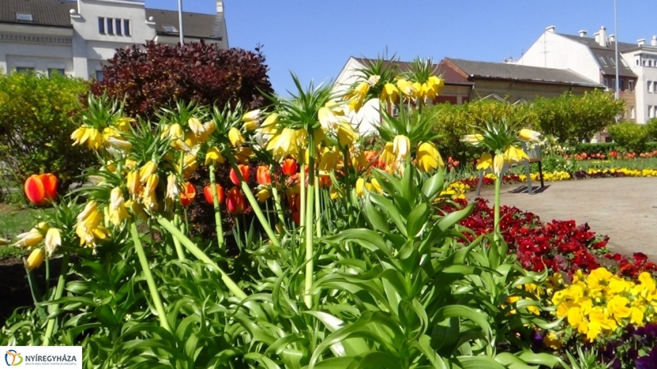 Ön szerint tiszta város Nyíregyháza?